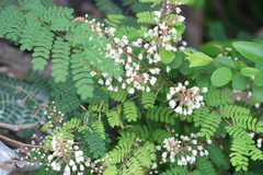 Pterolobium hexapetalum